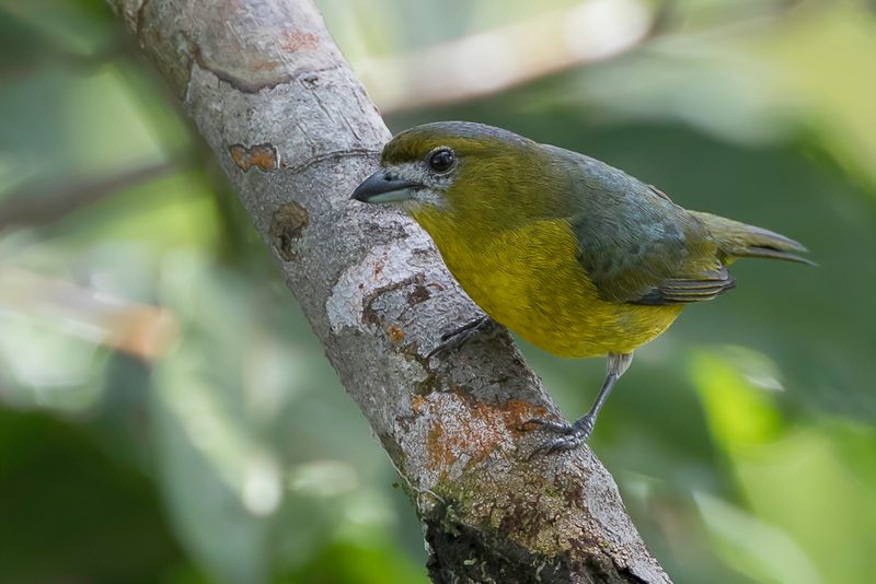 White-lored Euphonia - Goudbuikorganist - Organiste fard (m)