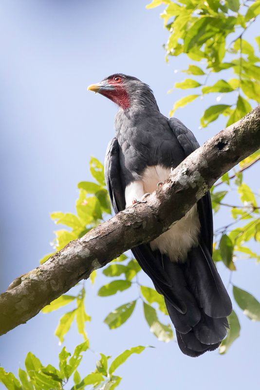 Red-throated Caracara - Roodkeelcaracara - Caracara  gorge rouge