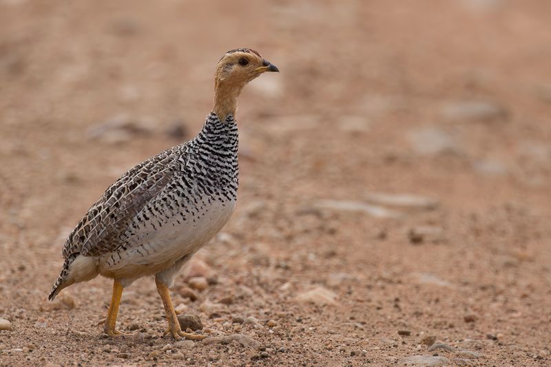 Coquie Francolin - Coquifrankolijn - Francolin coqui (m)