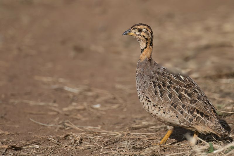 Coquie Francolin - Coquifrankolijn - Francolin coqui (f)