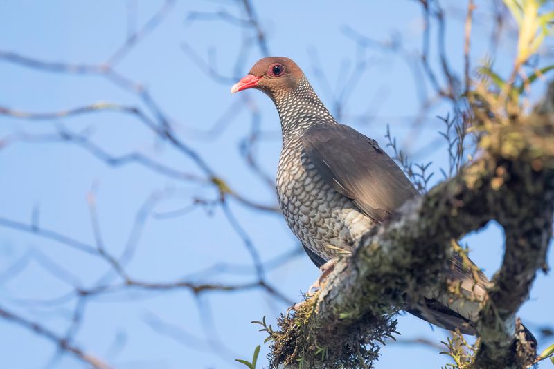 Scaled Pigeon - Geschubde Duif - Pigeon ramiret