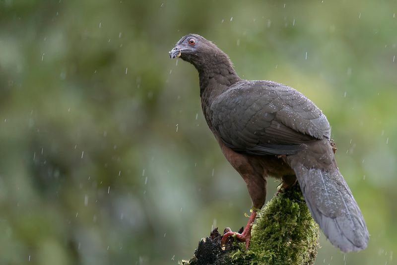 Sickle-winged Guan - Sikkelvleugelgoean - Pnlope de Goudot (f)
