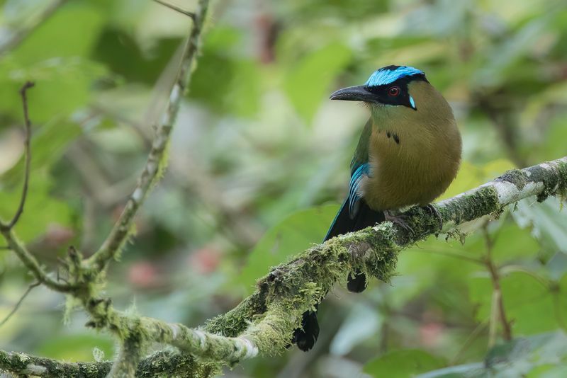 Andean Motmot - Hooglandmotmot - Motmot dquateur