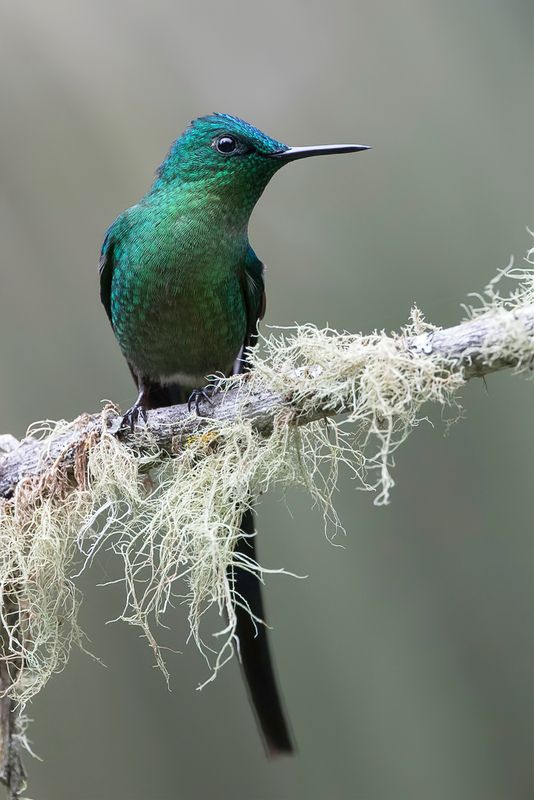 Long-tailed Sylph - Langstaartnimf - Sylphe  queue dazur (m)
