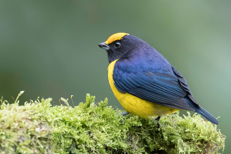 Orange-bellied Euphonia - Vuurbuikorganist - Organiste  ventre orange (m)