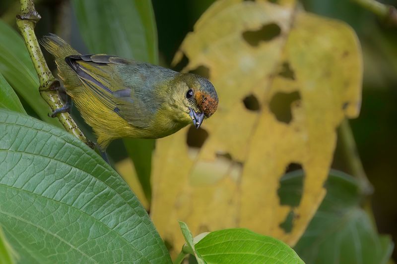 Fulvous-vented Euphonia - Roestbuikorganist - Organiste cul-roux (f)