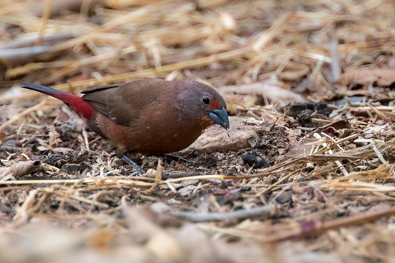 Jamesons Firefinch - Roze Amarant - Amarante de Jameson