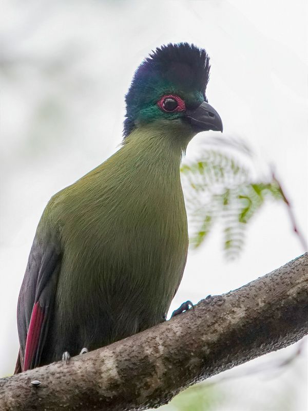 Purple-crested Turaco - Purperkuiftoerako - Touraco  huppe splendide
