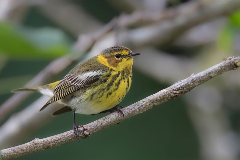 Birds of Jamaica 2022