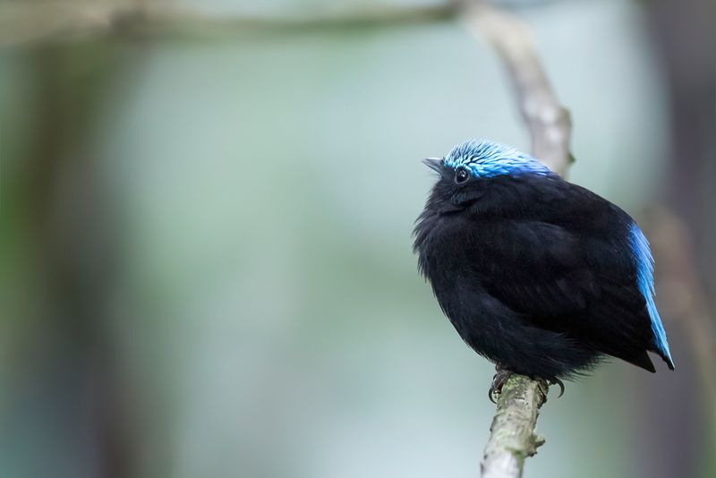 Cerulean-capped Manakin - Blauwkapmanakin - Manakin crulen (m)