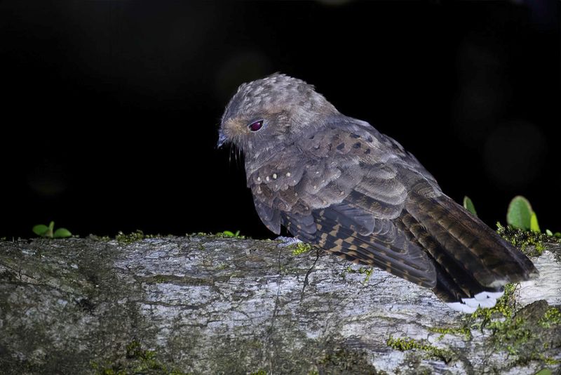 Ocellated Poorwill - Gevlekte Poorwill - Engoulevent ocell