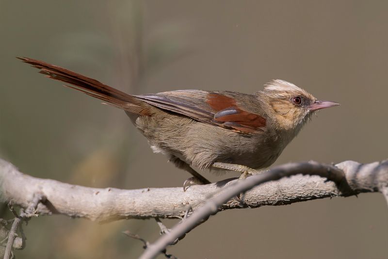 Creamy-crested Spinetail - Vaalkopstekelstaart - Synallaxe  calotte blanche