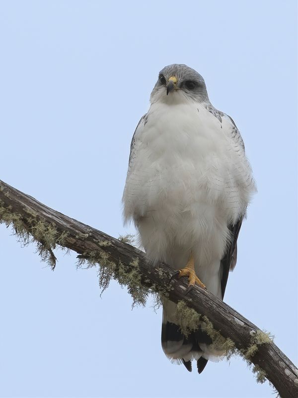 Variable Hawk - Roodrugbuizerd - Buse tricolore