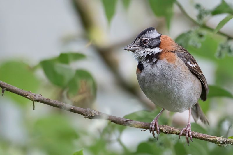 Rufous-collared Sparrow - Roodkraaggors - Bruant chingolo