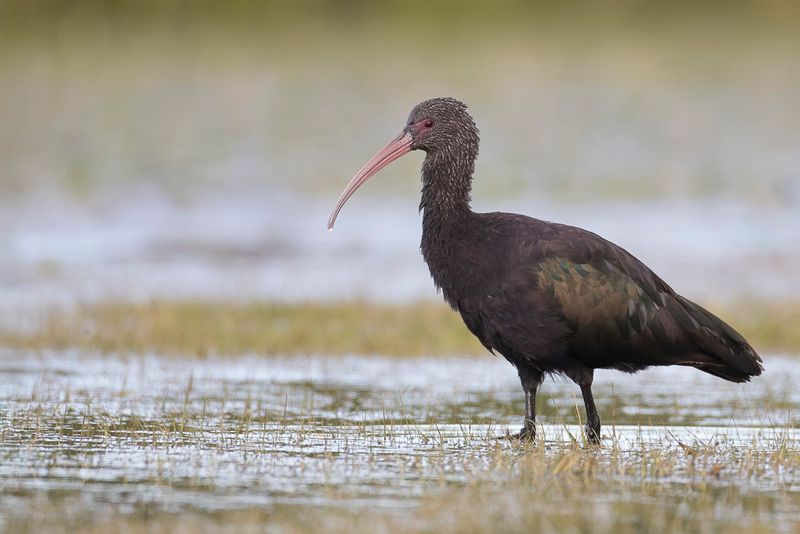 Puna Ibis - Puna-ibis - Ibis de Ridgway