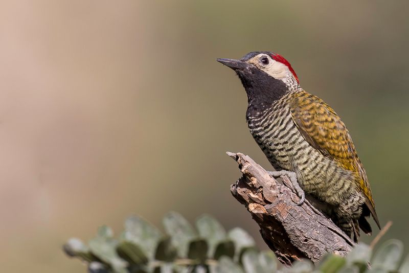 Black-necked Woodpecker - Zwartnekgrondspecht - Pic  cou noir