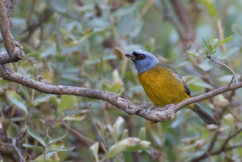 Blue-and-yellow Tanager - Blauw-gele Tangare - Tangara fourchu (m)