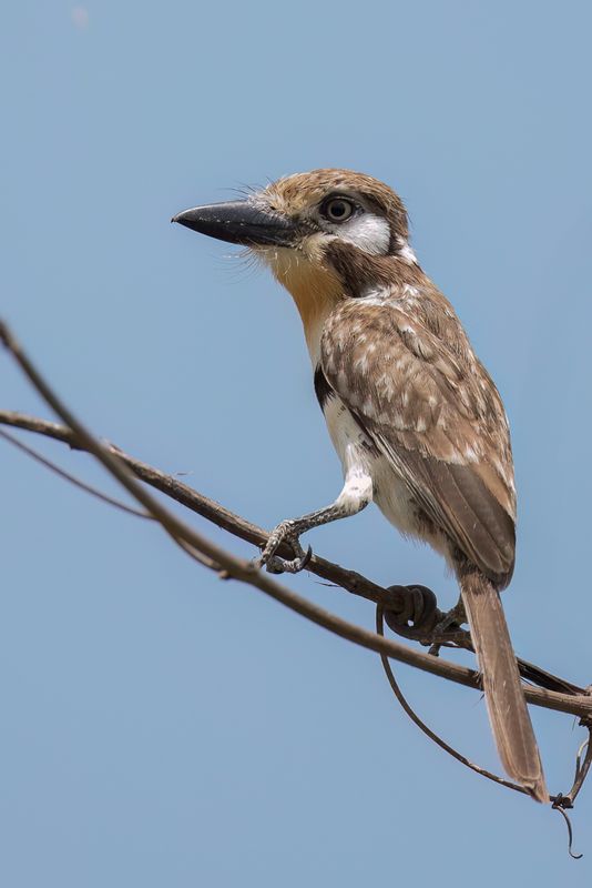 Russet-throated Puffbird - Roestkeelbaardkoekoek - Tamatia  gorge rousse