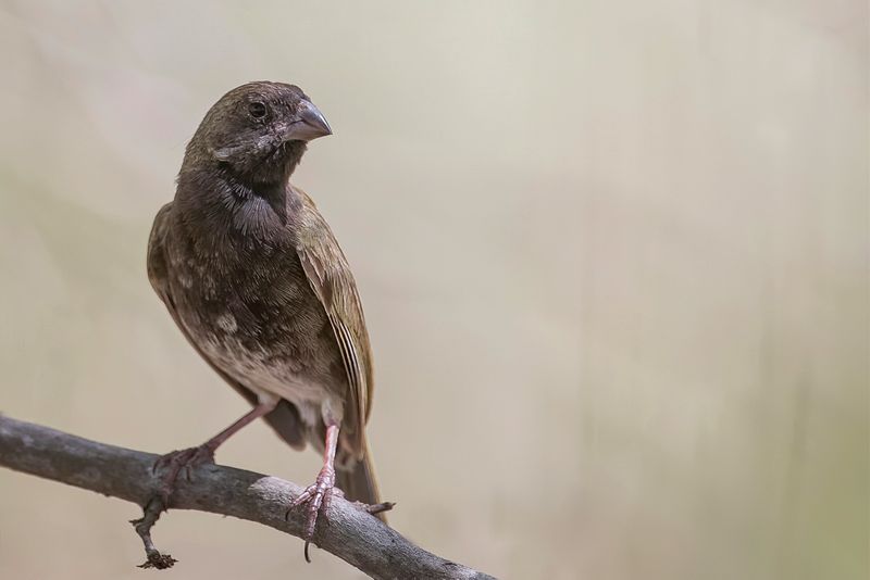 Black-faced Grassquit - Maskergrondvink - Sporophile cici (m)