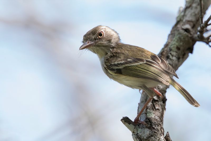 Pearly-vented Tody-Tyrant - Witbuiktodietiran - Todirostre  ventre perle