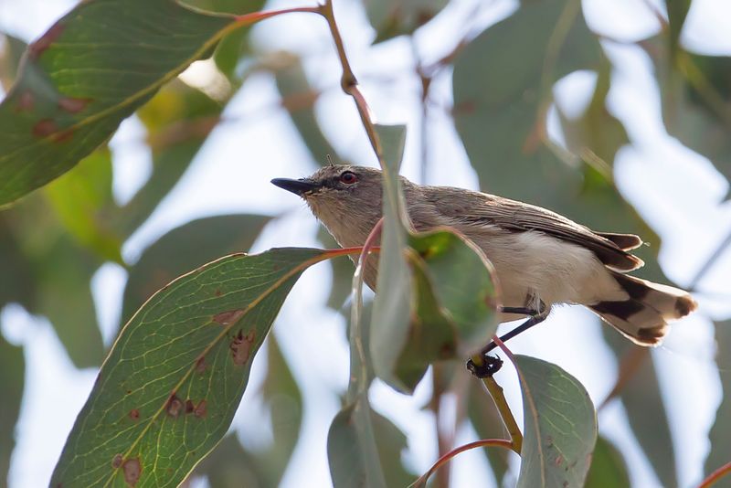 Western Gerygone - Witstaartmangrovezanger - Grygone  queue blanche