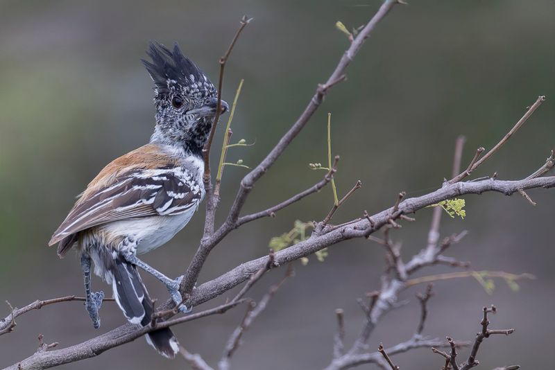 Streak-fronted Antshrike (m)