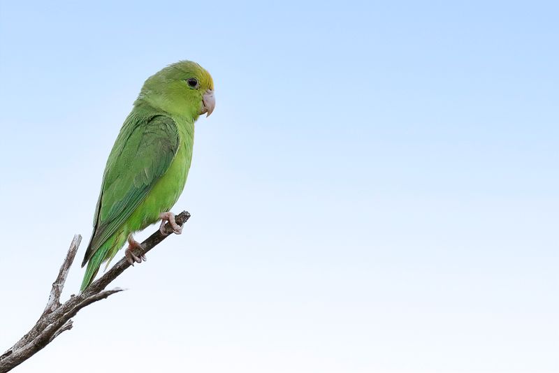 Green-rumped Parrotlet - Groene Muspapegaai - Toui t