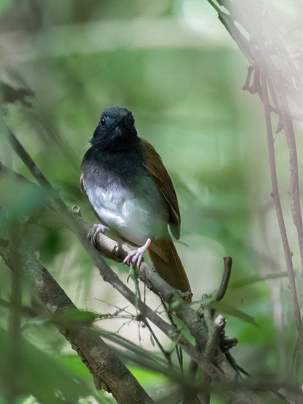 White-bellied Antbird - Witbuikmiervogel - Alapi  ventre blanc