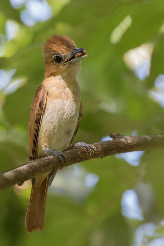 One-colored Becard - Vale Bekarde - Bcarde unicolore (f)