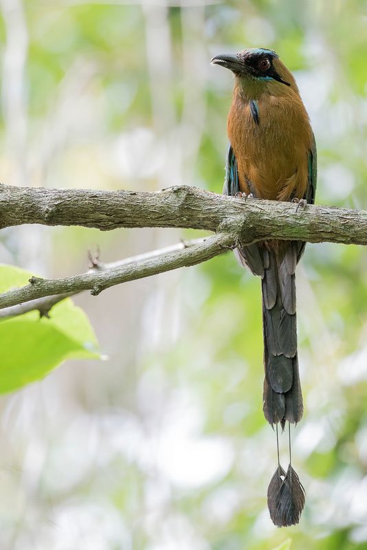 Whooping Motmot - Caribische Motmot - Motmot carabe