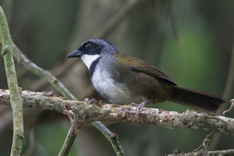 Sierra Nevada Brushfinch - Bangs Struikgors - Tohi de Colombie