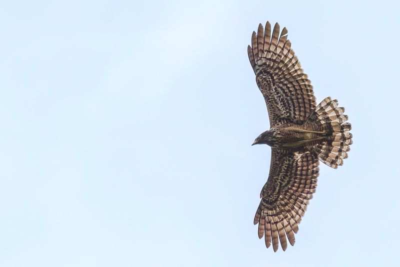 African Harrier Hawk - Kaalkopkiekendief - Gymnogne dAfrique (f)