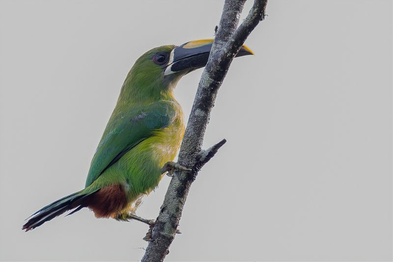 White-throated Toucanet - Andesarassari - Toucanet des Andes