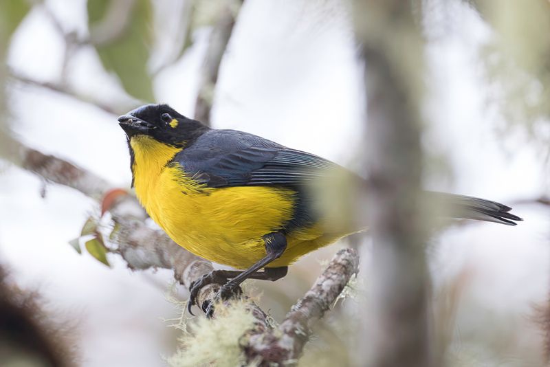 Santa Marta Mountain Tanager - Zwartwangbergtangare - Tangara des Santa Marta