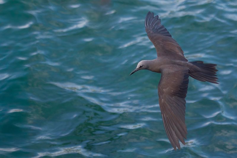 Birds of Galapagos 2012