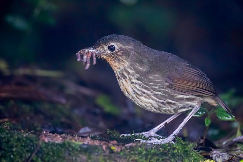 Santa Marta Antpitta - Santa-Martamierpitta - Grallaire des Santa Marta