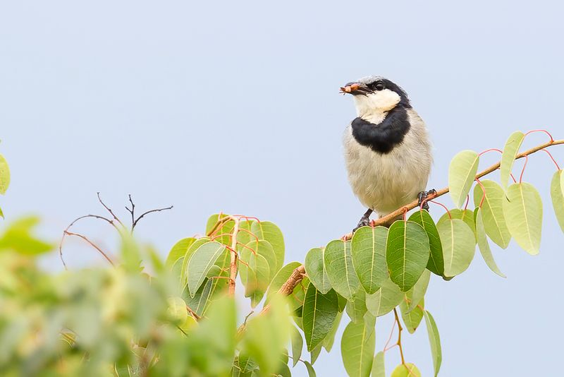 Black-collared Bulbul - Zwartkraagbuulbuul - Bulbul  collier noir