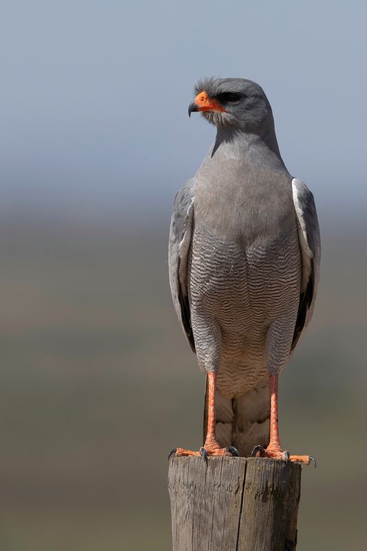 Pale Chanting Goshawk - Zanghavik - Autour chanteur