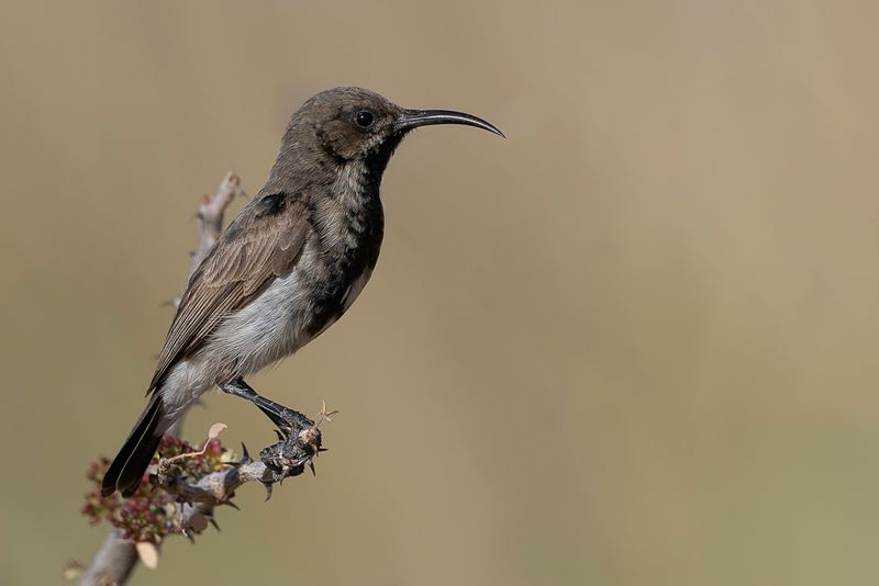 Dusky Sunbird - Roethoningzuiger - Souimanga fuligineux (m)