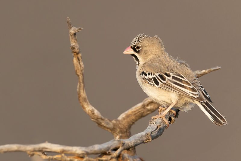 Scaly-feathered Weaver - Baardmanwever - Sporopipe squameux