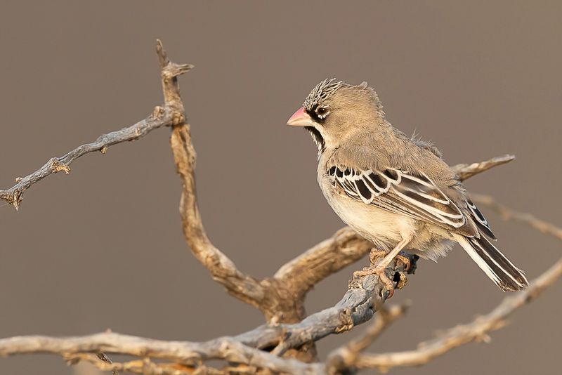 Scaly-feathered Weaver - Baardmanwever - Sporopipe squameux