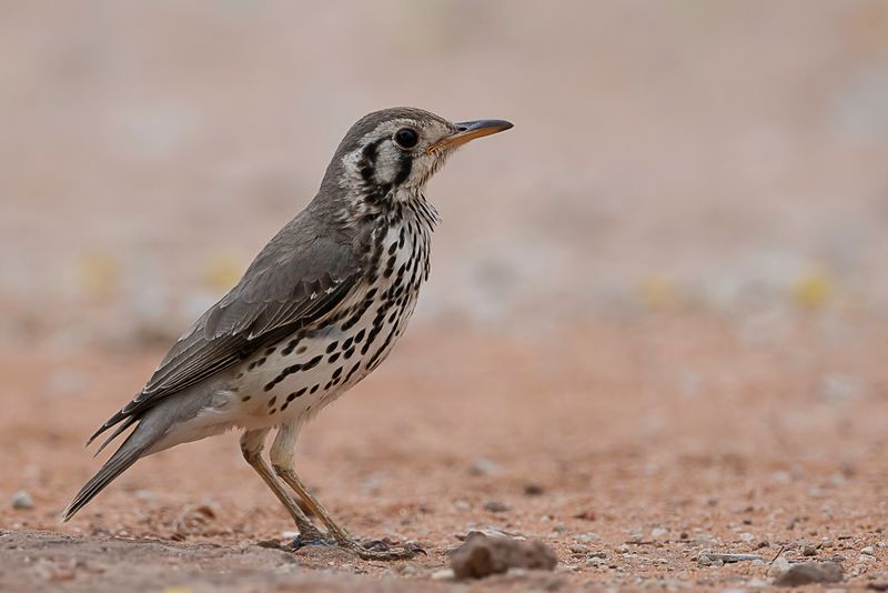 Groundscraper Thrush - Acacialijster - Merle litsitsirupa