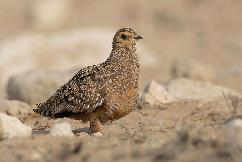 Burchells Sandgrouse - Bont Zandhoen - Ganga de Burchell (f)