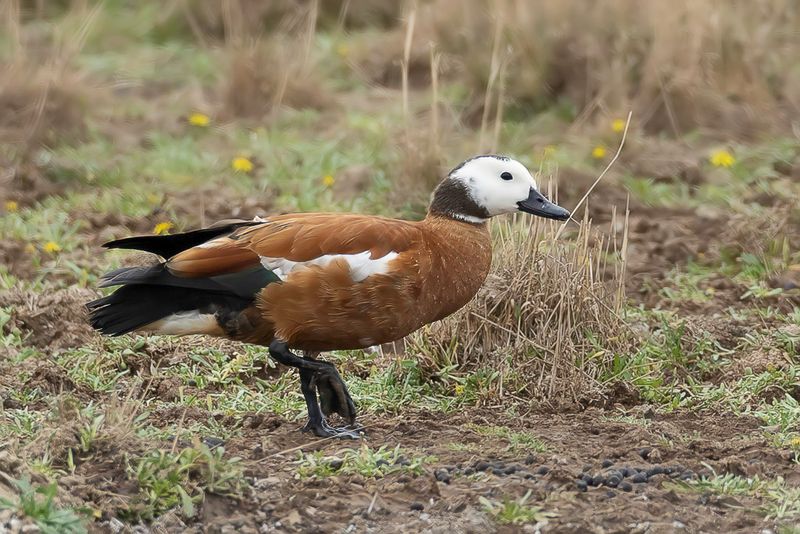 South African Shelduck (f)