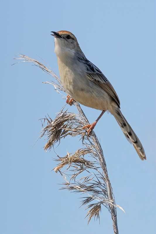Levaillants Cisticola - Valleigraszanger - Cisticole  sonnette