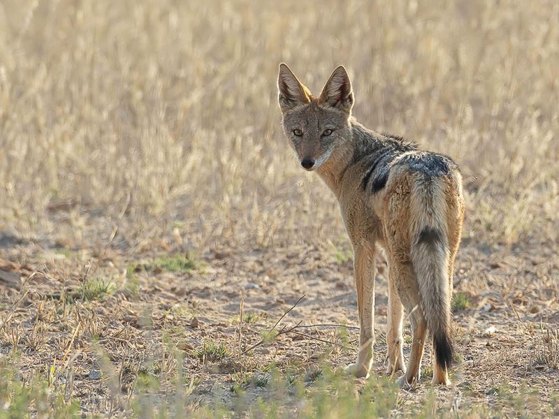 Black-backed Jackal