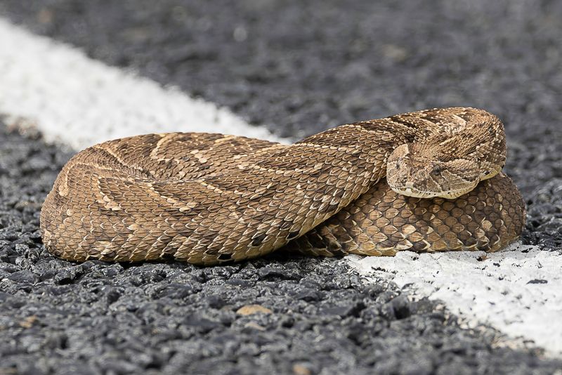 Puff adder