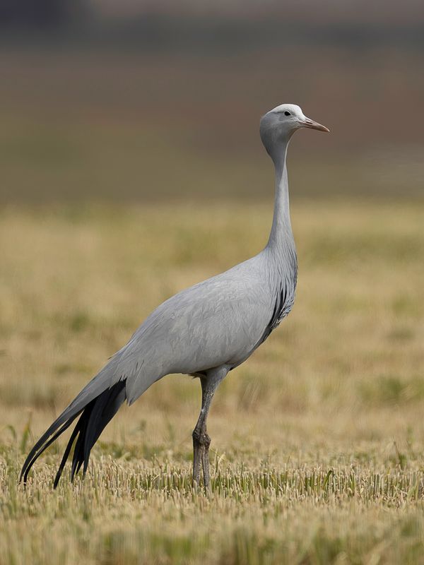 Blue Crane - Stanleys Kraanvogel - Grue de paradis