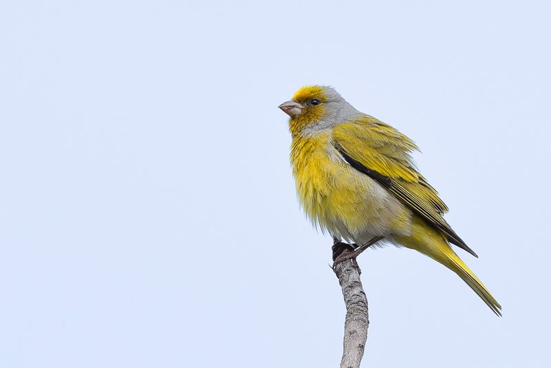Cape Canary - Grijsnekkanarie - Serin du Cap