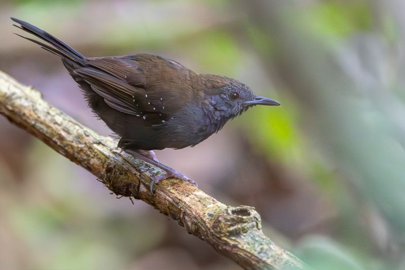 Black-throated Antbird - Zwartkeelmiervogel - Alapi de Buffon (m)